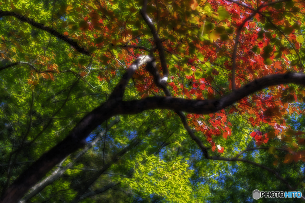 ~紅葉~