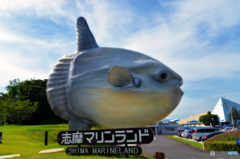 マンボウ