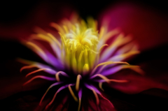 Clematis