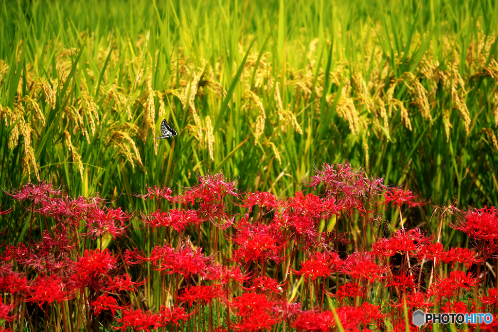 稲 / 曼珠沙華