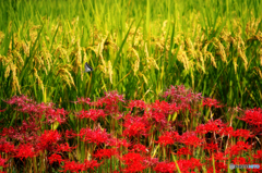 稲 / 曼珠沙華