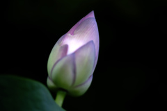 まだ蕾