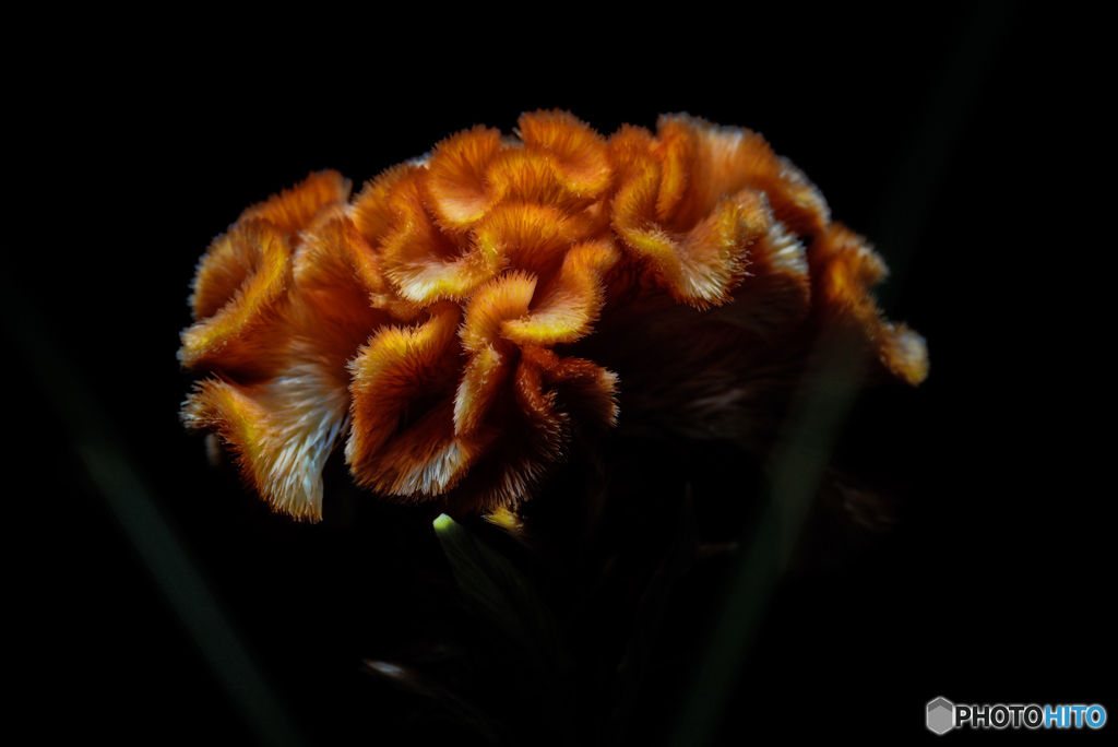 オレンジクイーン