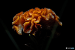 オレンジクイーン