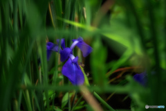 -菖蒲-