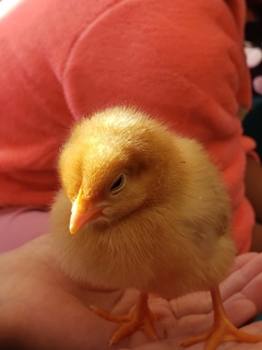 ひよこ