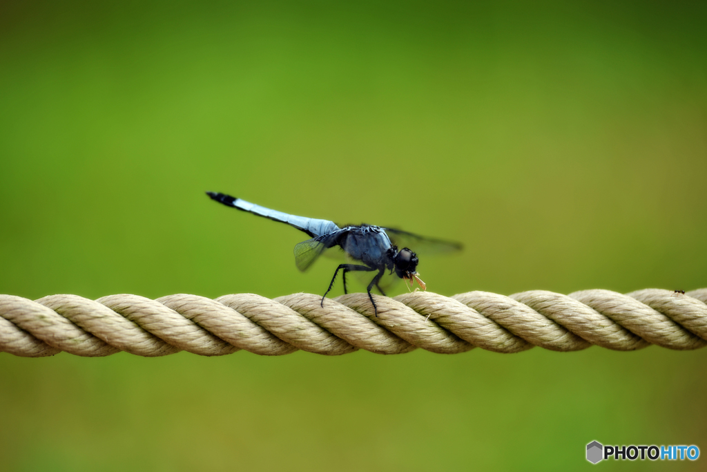 ムシャムシャと