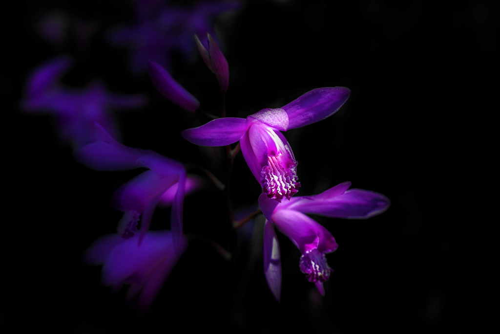 ”紫蘭”