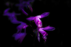”紫蘭”