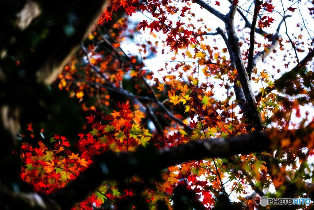 紅葉_