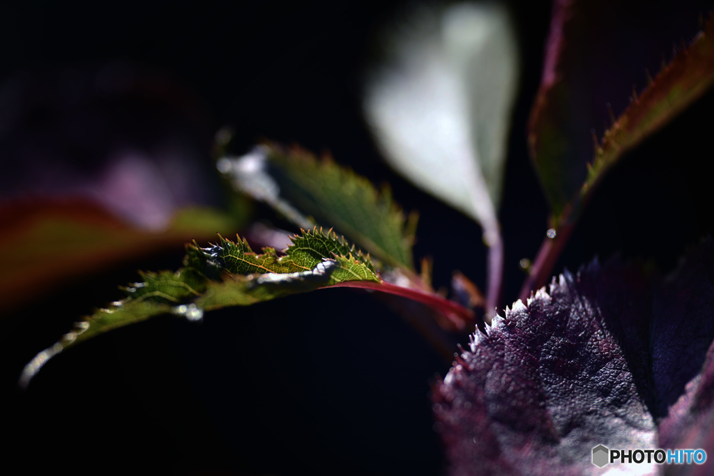 _DSC-l
