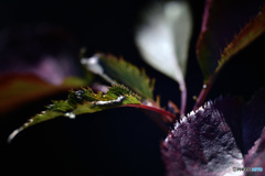 _DSC-l