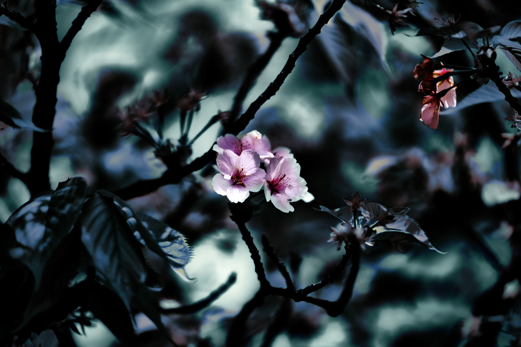 Cerasus
