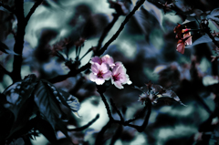 Cerasus