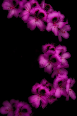 δ