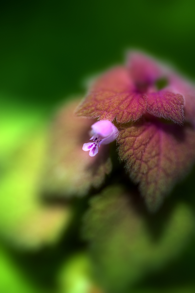 ・姫踊り子草・