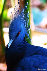 Red Eye