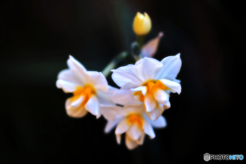 エルリッチャー