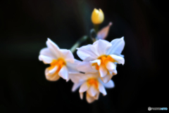 エルリッチャー