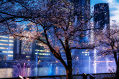 -夜桜-