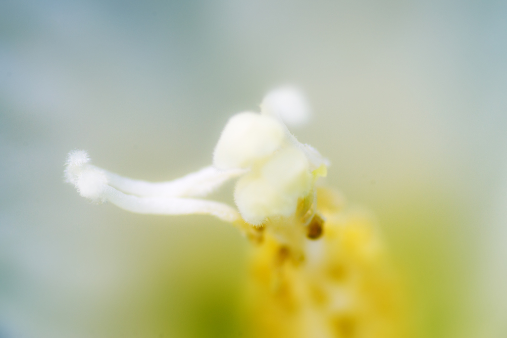 芙蓉