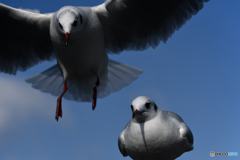 ユリカモメー