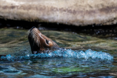 天王寺動物園g