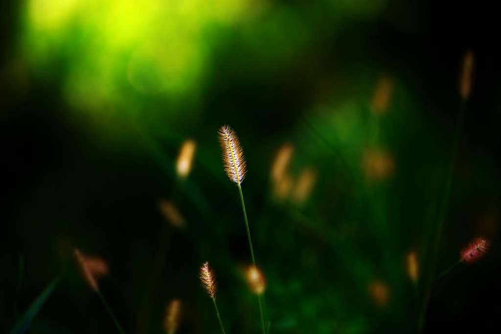 狗尾草
