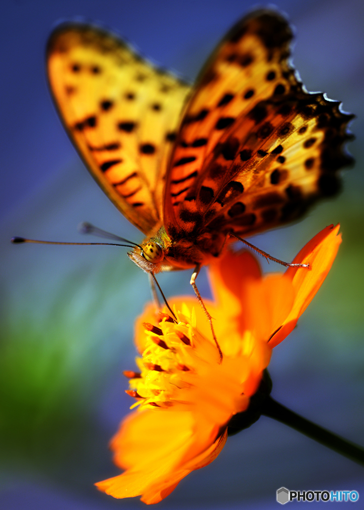 ~orange~