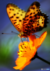 ~orange~