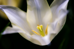 white tulip
