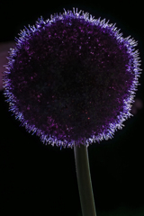 ☼