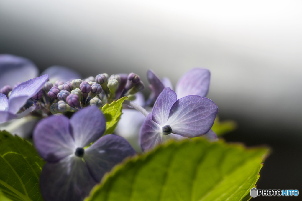 額紫陽花