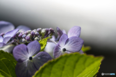 額紫陽花