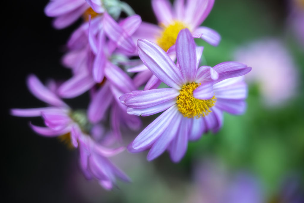 ❀❀