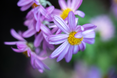 ❀❀