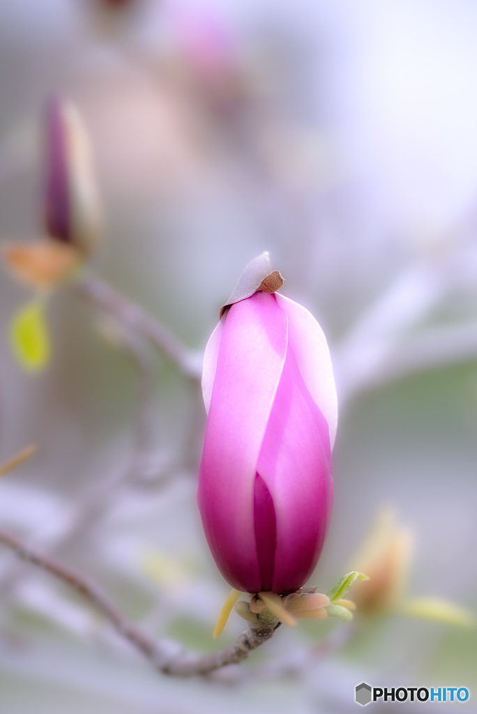 木蓮