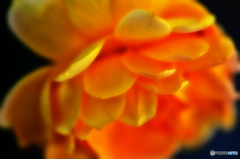 yellow petal