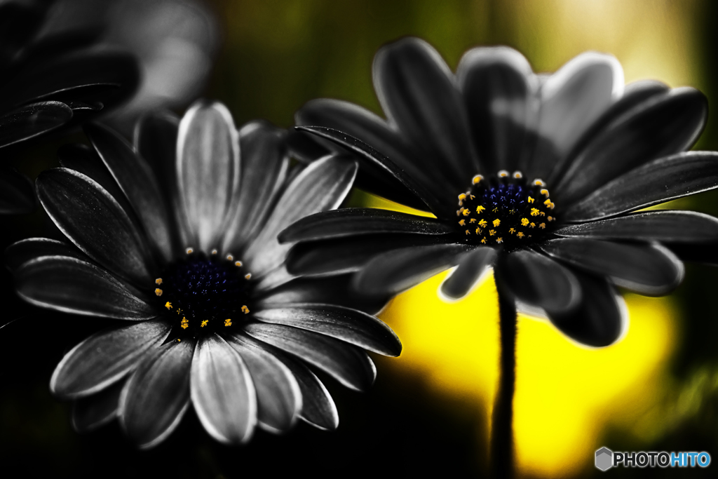 dark flower