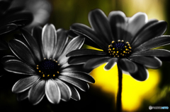 dark flower
