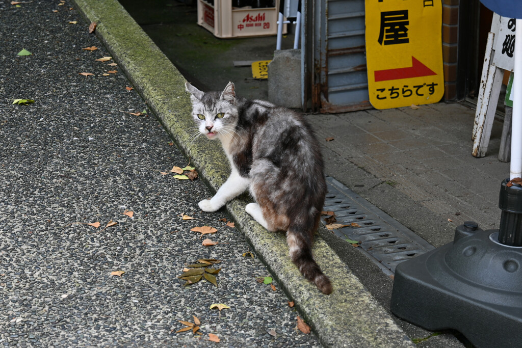 -野良-