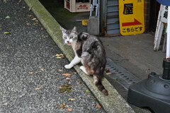 -野良-