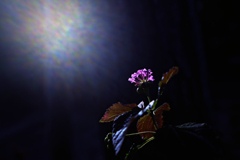 backlight