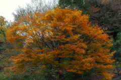 紅葉も..