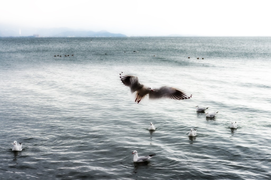 琵琶湖でユリカモメ