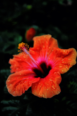 ハイビスカスⅠ