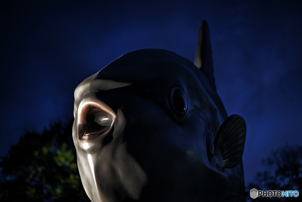 マンボウ
