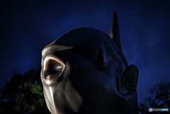 マンボウ