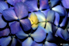 飾り花