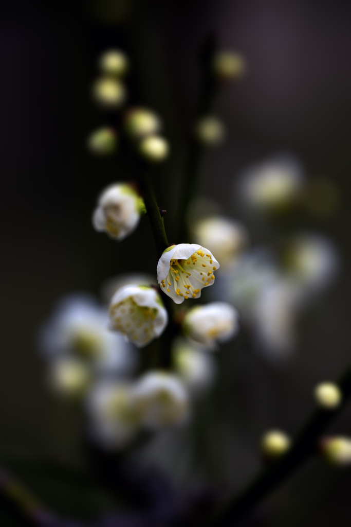 大阪城梅林より